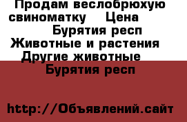 Продам веслобрюхую свиноматку  › Цена ­ 16 000 - Бурятия респ. Животные и растения » Другие животные   . Бурятия респ.